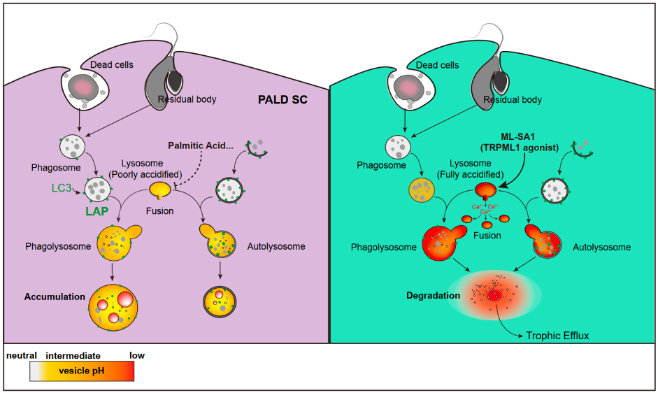Researchers reveal mechanism of lysosomal dysfunction regulating testicular aging