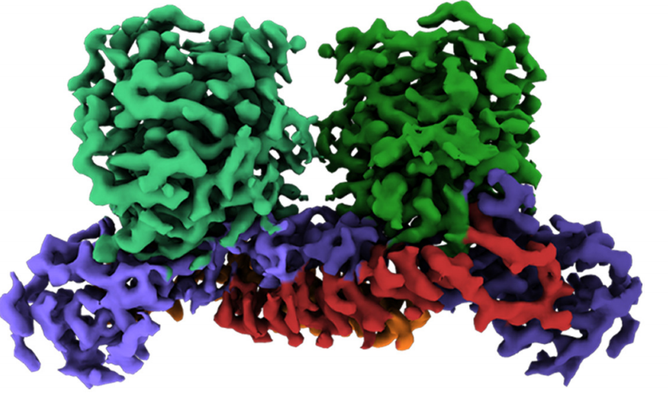 Chinese scientists unlock monkeypox virus “weak spot,” paving way for new drugs