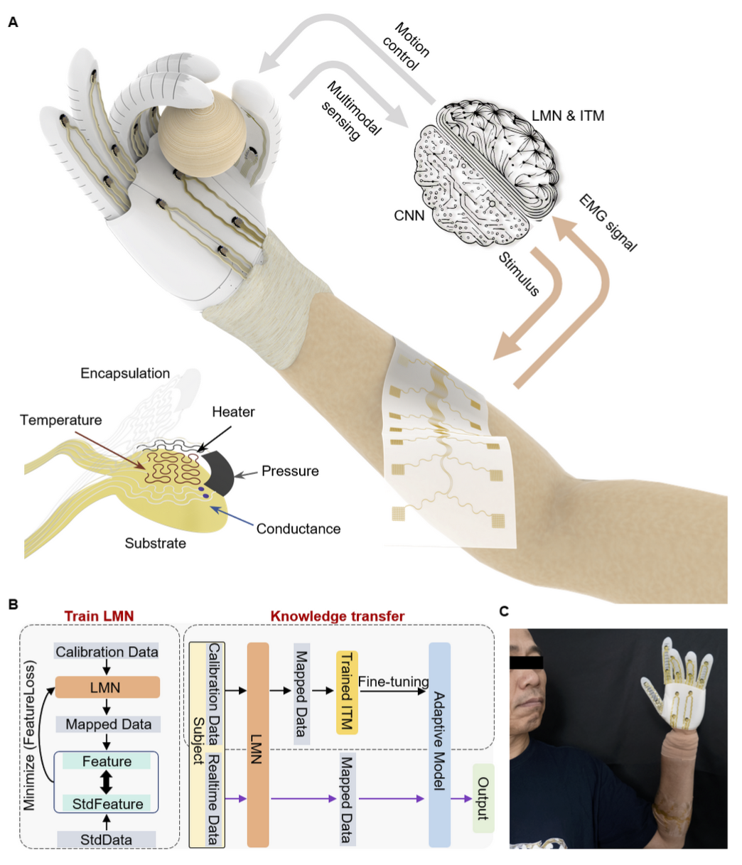 ShanghaiTech researchers pioneer human-like sensing in robots with flexible bioelectronics  
