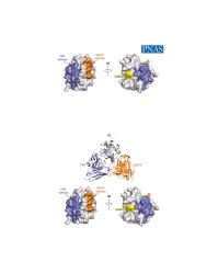 Inhibitory Antibodies Identify Novel Sites of Therapeutic Vulnerability in Rhinovirus and Other Enteroviruses