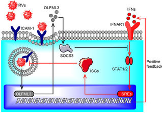 Researchers identify novel host factors of rhinovirus