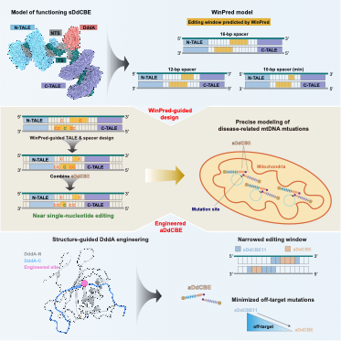 ShanghaiTech scientists take major step forward in high-precision mitochondrial DNA editing   