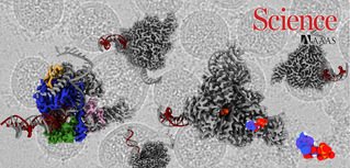 SIAIS Researchers Determine Structure of RNA-Dependent RNA Polymerase - a Major Antiviral Drug Target of COVID-19 Virus