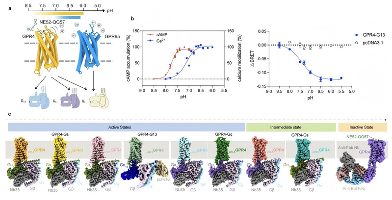 ShanghaiTech University unlocks secrets of cellular “acid sensors,” paving way for new drugs